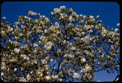 Japanese magnolia San Leandro, Calif. C1 - EK
