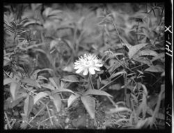 Passion flower along Southern Railroad, near Tryon, N.C., closeup