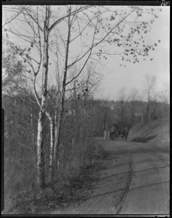 Bloomington road, near Nashville, sycamore foreground, with & without horses