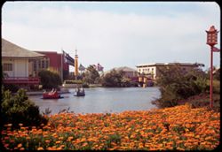 Lagoon and Orange- colored flowers San Francisco Fair