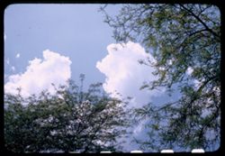 Clouds above tender Locust leaves, Jackson Park