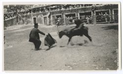 Item 0145. Man in dark suit and top hat waving a cloth at a charging calf with another man on its back. In some type of corral or arena with spectators visible at the top of the adobe wall in the background, but this is not the arena seen in previous photos.