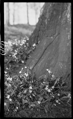 Spring Beauties, Ellenberger Woods, April 24, 1911, 3:45 p.m.