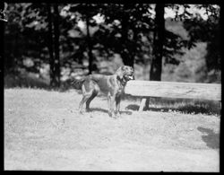 President Herman B Wells' dog, Red