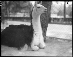 Llama in Chapultapec Zoo, full body