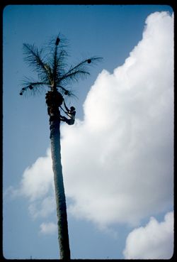 Pruning the palm tree