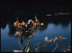 A milkweed on shore of Lake Marmo. Arboretum