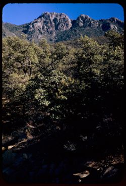 Comb of Santa Rita Mtns. from Madeira Canyon.