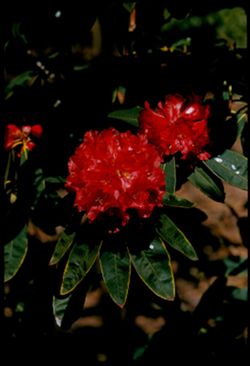 Deep red Rhododendron Arboretum Golden Gate Park