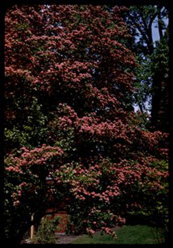 Paul's Scarlet Thorn Lilly yard - 5801 Kenwood