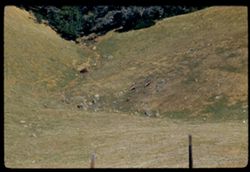 Three deer in valley below west shoulder of Mt. Tamalpais EK CL