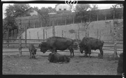 Buffalos, Cincinnati Zoo, Sept. 14, 1907