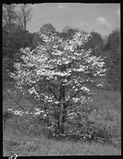 Dogwood, including series across from Hiram Tomlinson's