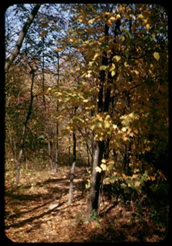 path through the Maples-Arboretum E