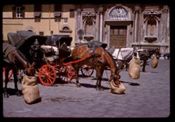 Equine lunch time Piazza Ognis Firenze