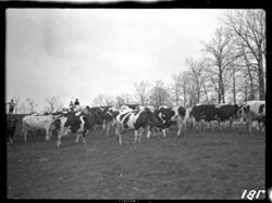 Cattle at Sowder's
