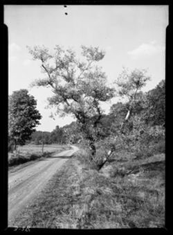 Silvery poplar tree and road, near Dingley's