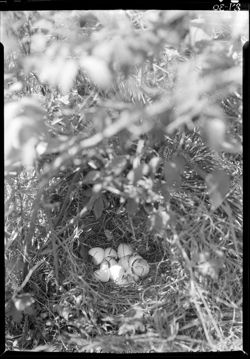 Bobwhite nest day after hatching