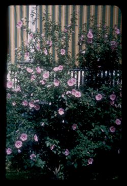 Rose of Sharon Lowe Ave. near 44th st.