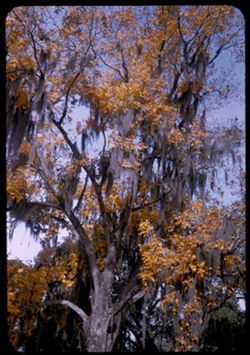 Big hickory tree with yellow leaves and moss- in December BILOXI- Miss.