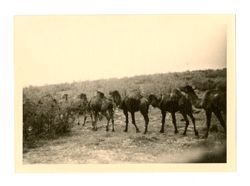 Camels in Lebanon 2