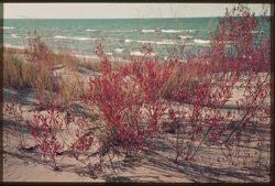 P-11= Red leaves and sand on Indiana's Lake Michigan Shore.