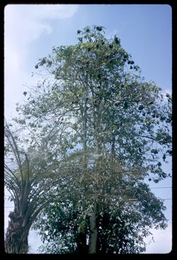 Weaver bird tree