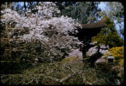 Cherry blossoms in Japanese Tea Garden Golden Gate Park