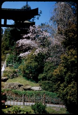 Torii and Pagoda in Japanese Tea Garden Golden Gate Park