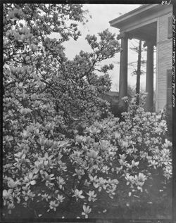 Magnolia blooming at Bloomington home