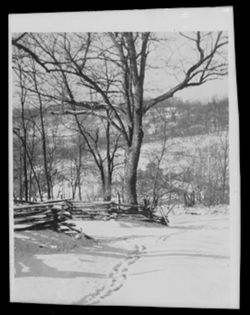 Bare trees with split-rail fence