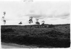 View of young rubber
