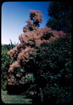 European Smoke tree Cotinus Coggygria Arboretum E