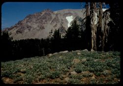 South face of Lassen Peak, Lupine in foreground