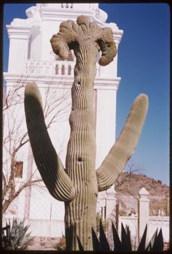 cristate Sahuaro  San Xavier del Bac Mission near Tucson
