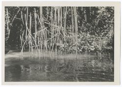Item 0049. Foliage and bamboo or large reeds at edge of pond.