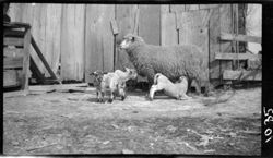 Sheep and young, getting dinner